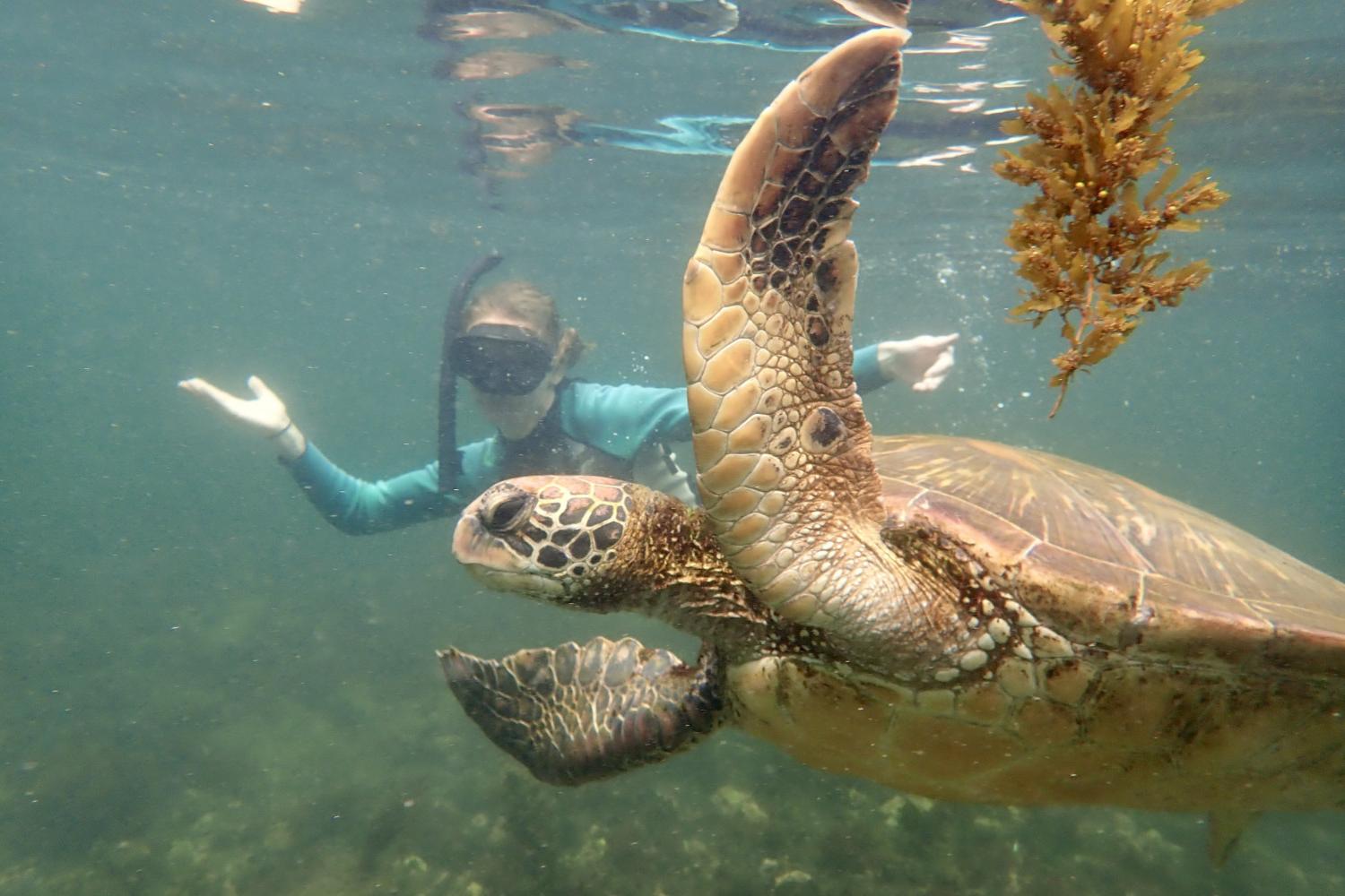 一名<a href='http://p147.m-y-c.net'>全球十大赌钱排行app</a>学生在Galápagos群岛游学途中与一只巨龟游泳.